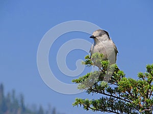 Gray Jay (Perisoreus canadensis