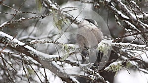 Gray Jay, Perisoreus canadensis, as snow falls in Algonquin