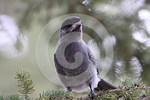 Gray Jay  Perisoreus canadensis Banff-Nationalpark Kanada