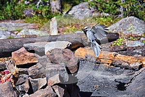 Gray Jay PERISOREUS CANADENSIS bird widespread of the boreal and subalpine coniferous forests of North America stealing food fro