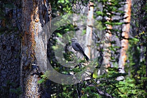 Gray Jay PERISOREUS CANADENSIS bird widespread of the boreal and subalpine coniferous forests of North America stealing food fro