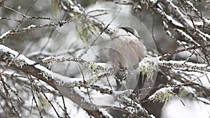 A Gray Jay, Perisoreus canadensis, in falling snow in Algonquin in Ontario