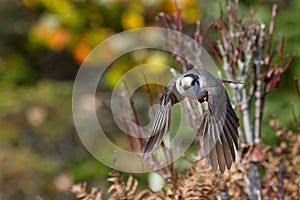 Gray Jay Perisoreus canadensis inflight in Algonquin Provincial Park