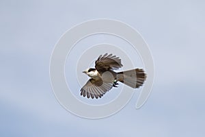 Gray Jay Perisoreus canadensis inflight in Algonquin Provincial Park, Canada