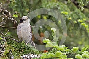 Gray Jay, Perisoreus canadensis, inquisitive pose