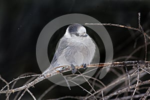 Gray Jay, Perisoreus canadensis, perched