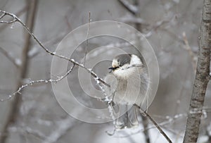 Gray Jay
