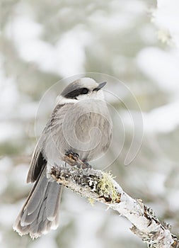 A Gray Jay Perisoreus canadensis perched on branch in Algonquin Provincial Park, Canada