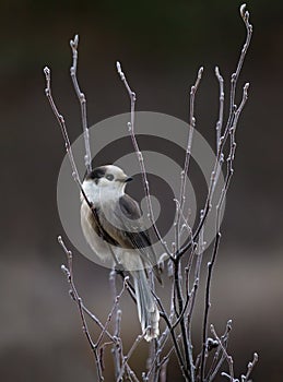 A Gray Jay Perisoreus canadensis perched on branch in Algonquin Provincial Park, Canada