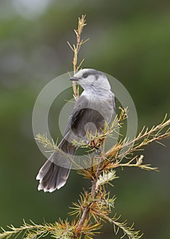 A Gray Jay Perisoreus canadensis perched on branch in Algonquin Provincial Park, Canada in autumn