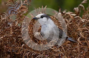 A Gray Jay Perisoreus canadensis perched on branch in Algonquin Provincial Park, Canada in autumn