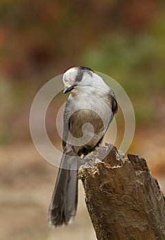 A Gray Jay Perisoreus canadensis perched on branch in Algonquin Provincial Park, Canada in autumn