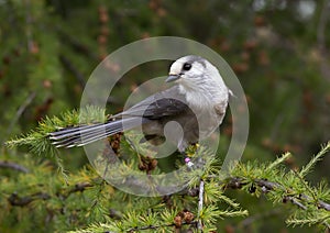 A Gray Jay Perisoreus canadensis perched on branch in Algonquin Provincial Park, Canada in autumn