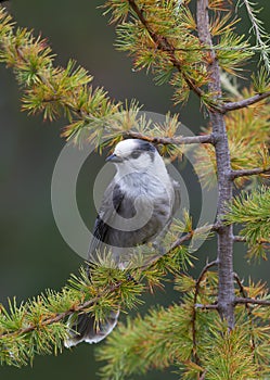 A Gray Jay Perisoreus canadensis perched on branch in Algonquin Provincial Park, Canada in autumn