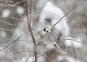 A Gray Jay Perisoreus canadensis perched on snow covered branch in Algonquin Provincial Park, Canada