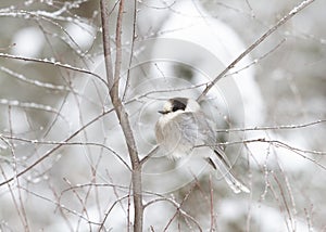 A Gray Jay Perisoreus canadensis perched on snow covered branch in Algonquin Provincial Park, Canada