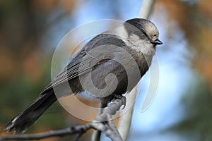 Gray Jay - Perisoreus canadensis, perched in a tree Glacier NP Montana