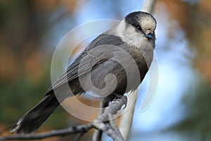 Gray Jay - Perisoreus canadensis, perched in a tree Glacier NP Montana