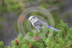 Gray Jay - Perisoreus canadensis, perched in a tree Glacier NP Montana,USA