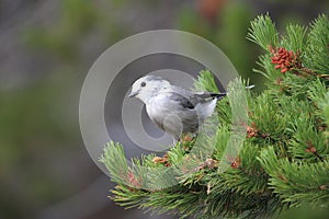 Gray Jay - Perisoreus canadensis, perched in a tree Glacier NP Montana,USA