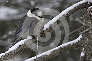 Gray Jay, Perisoreus canadensis, winter