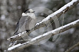 Gray Jay, Perisoreus canadensis, in winter