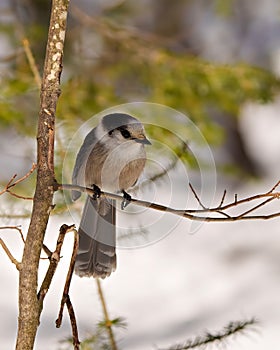Gray Jay Photo and Image. Perched on a tree branch displaying grey and white plumage in its environment and habitat