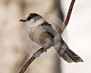 Gray Jay Photo and Image. Perched on a tree branch displaying grey and white plumage in its environment. Jay Bird Picture.