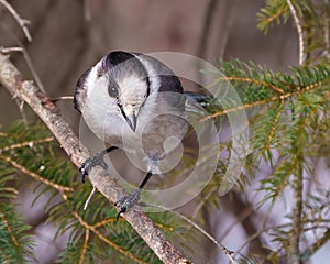 Gray Jay Photo and Image. perched on a tree branch displaying grey and white plumage in its environment. Jay Bird Picture