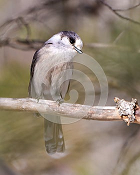 Gray Jay Photo and Image. Perched on a tree branch displaying grey and white plumage in its environment. Jay Bird Picture