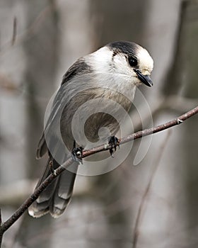 Gray Jay photo stock. Grey Jay close-up profile view perched on a tree branch in its environment and habitat, displaying grey