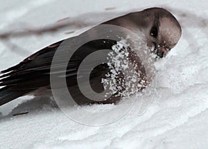 Gray Jay playing in spring snow