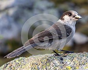 Gray Jay sitting on a rock up in the mountains