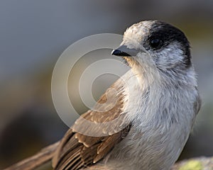 Gray Jay sitting on a rock up in the mountains