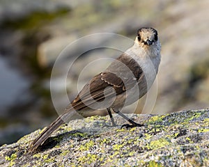 Gray Jay sitting on a rock up in the mountains