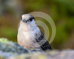 Gray Jay sitting on a rock up in the mountains