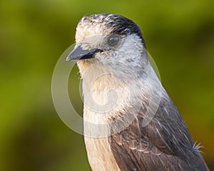 Gray Jay sitting on a rock up in the mountains