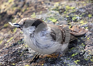 Gray Jay sitting on a rock up in the mountains