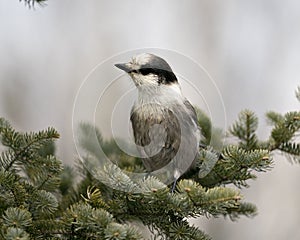 Gray Jay stock photos. Close-up profile view perched on a fir tree branch in its environment and habitat, displaying grey feather