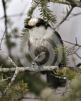 Gray Jay stock photos. Close-up profile view perched on a fir tree branch in its environment and habitat, displaying grey feather