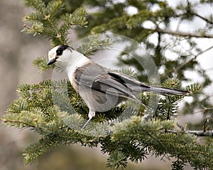 Gray Jay stock photos. Close-up profile view perched on a fir tree branch in its environment and habitat, displaying grey feather