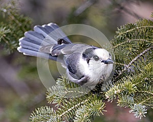 Gray Jay stock photos. Close-up profile view perched on a fir tree branch in its environment and habitat, displaying grey feather