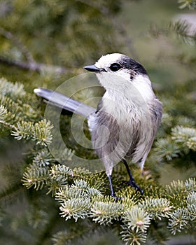 Gray Jay stock photos. Close-up profile view perched on a fir tree branch in its environment and habitat, displaying grey feather