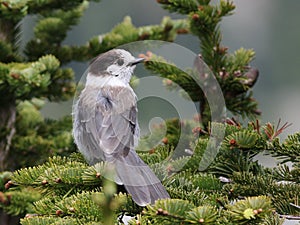 Gray Jay in a Tree