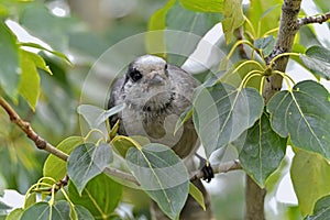 Gray Jay on a tree branch