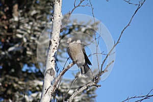 Gray Jay Whisky Jack in a Tree