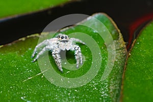 Gray jumping spider eating a fly on a house wall in Italy