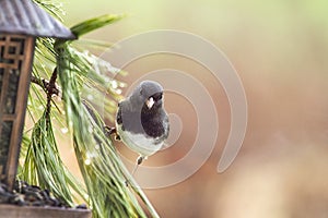 Gray Junco Bird Perched in Pine Needles bu Feeder