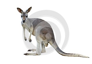 Gray kangaroo