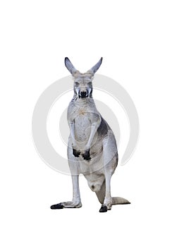 Gray kangaroo